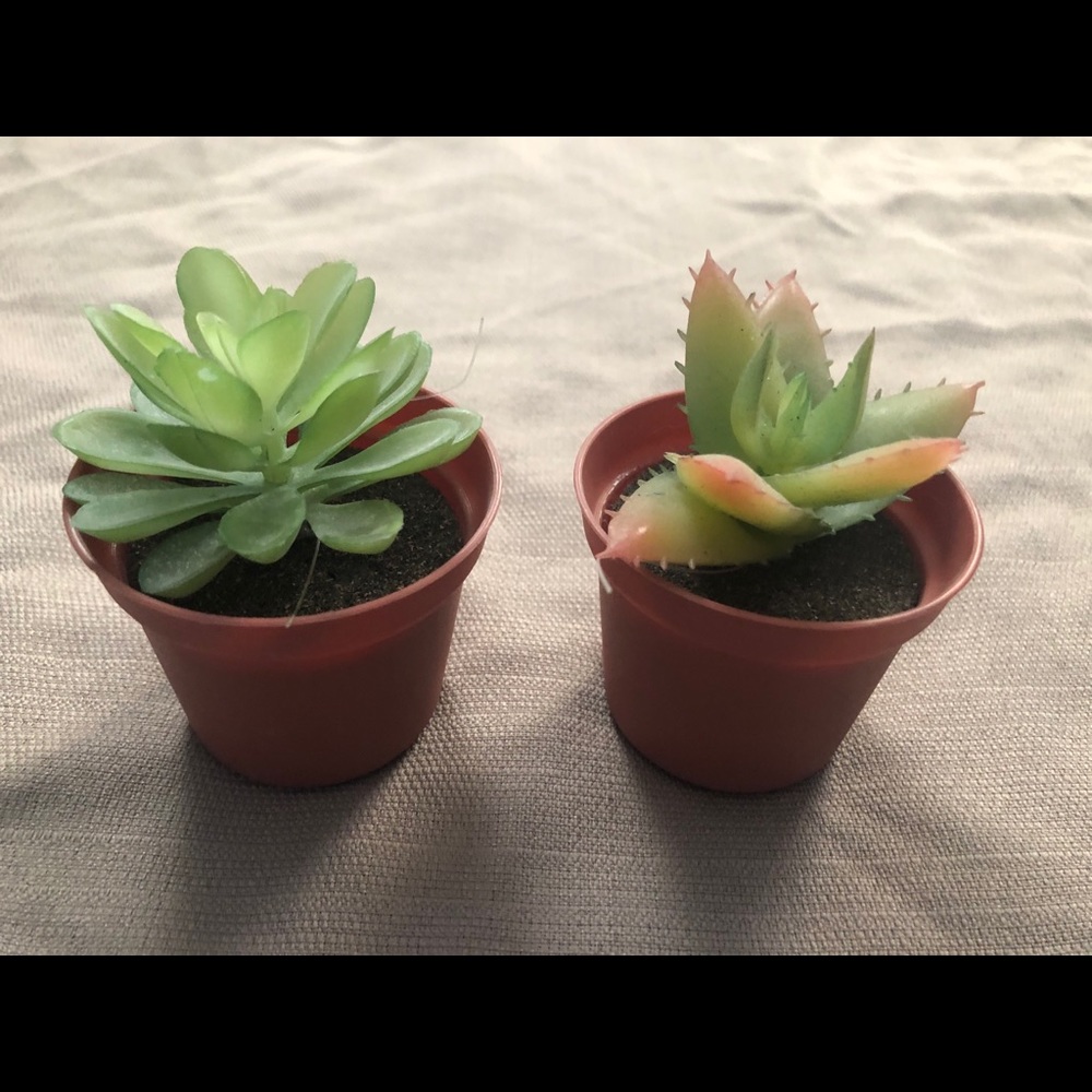 Fake succulents